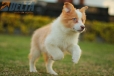 Border Collie Dorado Bicolor Macho #1085M17906.jpg