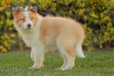 Border Collie Dorado Bicolor Macho #1085M17908.jpg