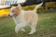 Border Collie Dorado Bicolor Macho #1085M17909.jpg