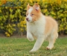 Border Collie Dorado Bicolor Macho #1085M17910.jpg