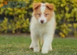 Border Collie Dorado Bicolor Macho #1085M17911.jpg