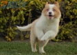 Border Collie Dorado Bicolor Macho #1085M17912.jpg