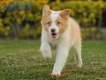 Border Collie Dorado Bicolor Macho #1085M17913.jpg