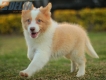 Border Collie Dorado Bicolor Macho #1085M17914.jpg