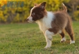 Border Collie Rojo Bicolor Macho #1085M27916.jpg