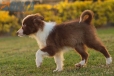 Border Collie Rojo Bicolor Macho #1085M27917.jpg