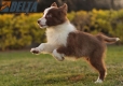 Border Collie Rojo Bicolor Macho #1085M27918.jpg