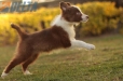 Border Collie Rojo Bicolor Macho #1085M27919.jpg