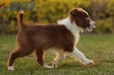 Border Collie Rojo Bicolor Macho #1085M27920.jpg