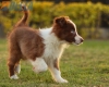 Border Collie Rojo Bicolor Macho #1085M27921.jpg