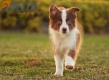 Border Collie Rojo Bicolor Macho #1085M27922.jpg