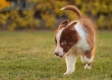 Border Collie Rojo Bicolor Macho #1085M27924.jpg