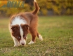 Border Collie Rojo Bicolor Macho #1085M27925.jpg