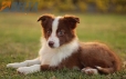 Border Collie Rojo Bicolor Macho #1085M27926.jpg