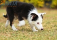 Border Collie Negro Tricolor Hembra #1083H27927.jpg
