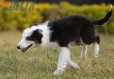Border Collie Negro Tricolor Hembra #1083H27928.jpg