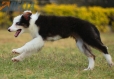 Border Collie Negro Tricolor Hembra #1083H27929.jpg
