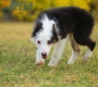 Border Collie Negro Tricolor Hembra #1083H27930.jpg