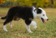 Border Collie Negro Tricolor Hembra #1083H27931.jpg