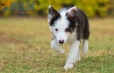 Border Collie Negro Tricolor Hembra #1083H27932.jpg