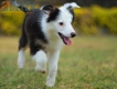 Border Collie Negro Tricolor Hembra #1083H27933.jpg