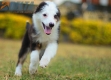 Border Collie Negro Tricolor Hembra #1083H27934.jpg