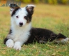 Border Collie Negro Tricolor Hembra #1083H27936.jpg