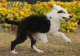 Border Collie Negro Tricolor Hembra #1083H37937.jpg