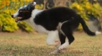 Border Collie Negro Tricolor Hembra #1083H37939.jpg
