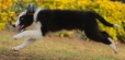 Border Collie Negro Tricolor Hembra #1083H37940.jpg