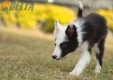 Border Collie Negro Tricolor Hembra #1083H37941.jpg