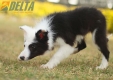 Border Collie Negro Tricolor Hembra #1083H37942.jpg