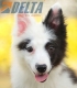 Border Collie Negro Tricolor Hembra #1083H37943.jpg
