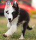 Border Collie Negro Tricolor Hembra #1083H37944.jpg