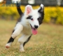 Border Collie Negro Tricolor Hembra #1083H37947.jpg