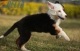 Border Collie Negro Tricolor Hembra #1088H17949.jpg