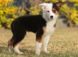 Border Collie Negro Tricolor Hembra #1088H17950.jpg
