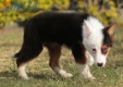 Border Collie Negro Tricolor Hembra #1088H17951.jpg