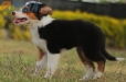 Border Collie Negro Tricolor Hembra #1088H17952.jpg