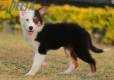 Border Collie Negro Tricolor Hembra #1088H17953.jpg