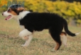 Border Collie Negro Tricolor Hembra #1088H17954.jpg
