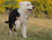 Border Collie Negro Tricolor Hembra #1088H17955.jpg
