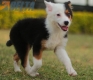 Border Collie Negro Tricolor Hembra #1088H17956.jpg