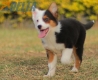 Border Collie Negro Tricolor Hembra #1088H17957.jpg