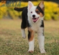 Border Collie Negro Tricolor Hembra #1088H17958.jpg