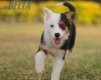 Border Collie Negro Tricolor Hembra #1088H17960.jpg