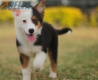Border Collie Negro Tricolor Hembra #1088H17961.jpg