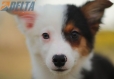 Border Collie Negro Tricolor Hembra #1088H17962.jpg