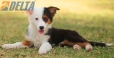 Border Collie Negro Tricolor Hembra #1088H17963.jpg