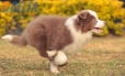 Border Collie Lila Bicolor Macho #1087M17964.jpg